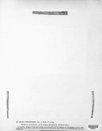 Phomopsis striiformis image